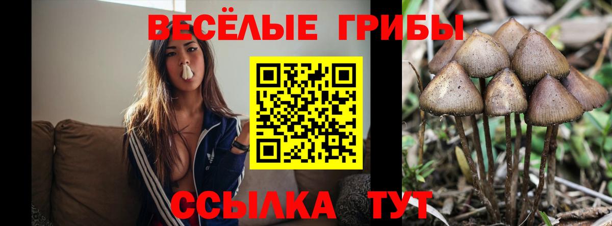 Псилоцибиновые грибы Psilocybine cubensis Татарск